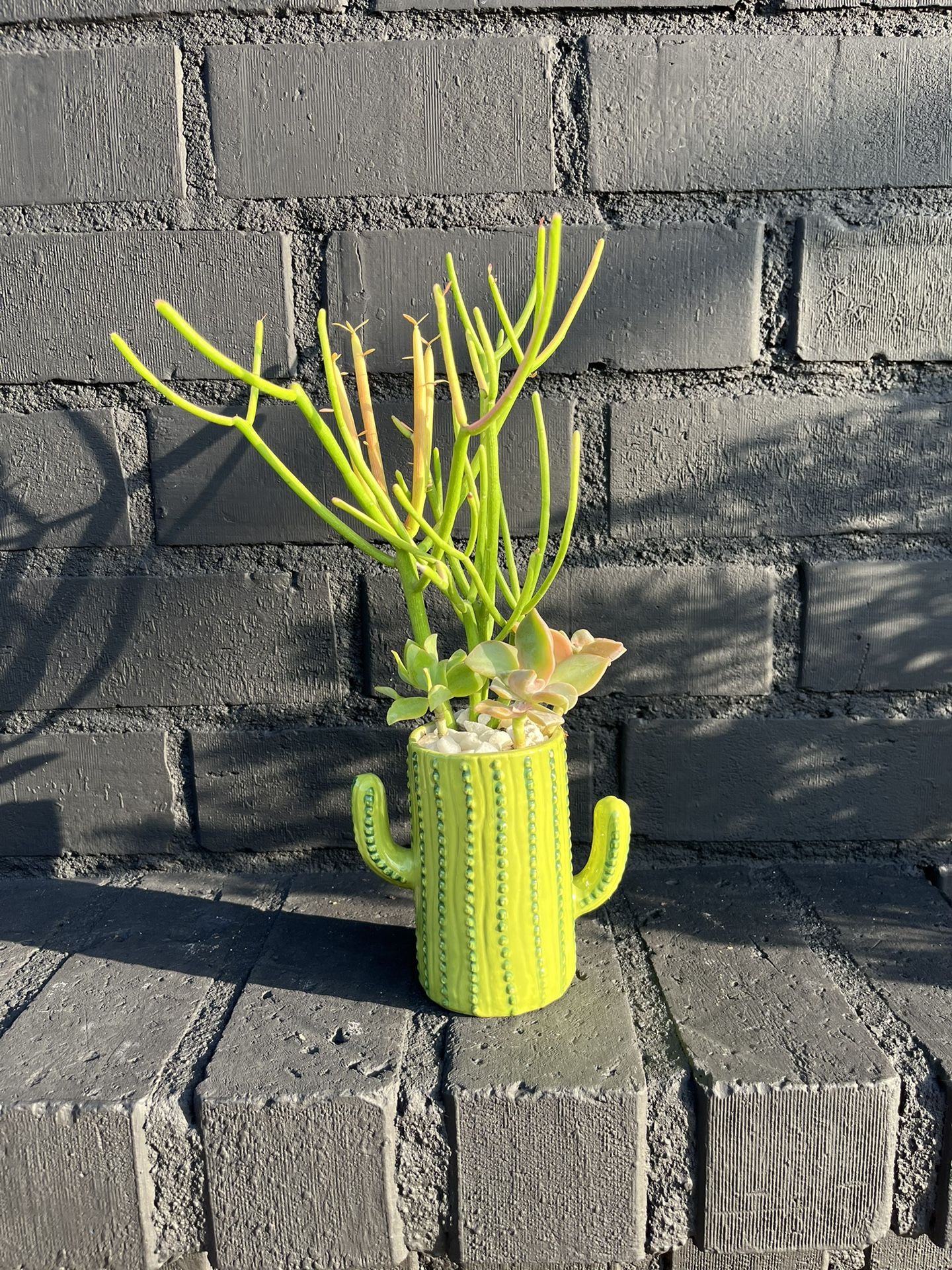 Succulents