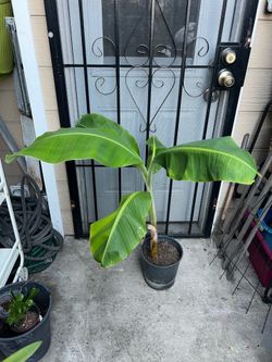 Banana tree