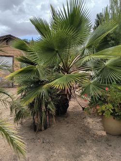 Palm Trees