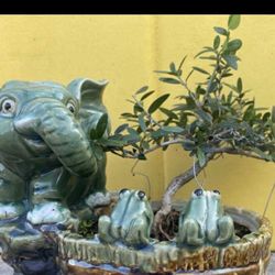 Bonsai olive tree planted in an elephant pot $70