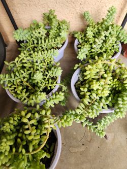 Donkey tale succulent 