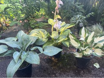 3 AMAZING hostas —