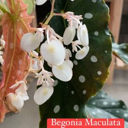 Begonia Maculata, White Ángel Wing, Ala De Ángel Blanca