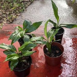 Peace Lily Plants