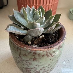 Cute 3 “ Pot With Succulent