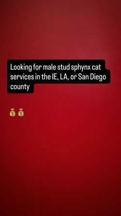 Sphynx Cat Services