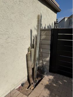 silver torch cactus 6 feet tall