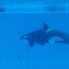 shamu