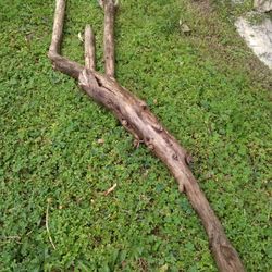 Genuine Driftwood For Aquariums Terrariums 