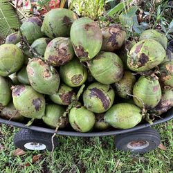 Fresh Coconuts 