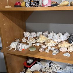 Sea Shells
