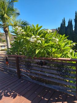 Plumeria clippings