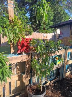 Peach tree