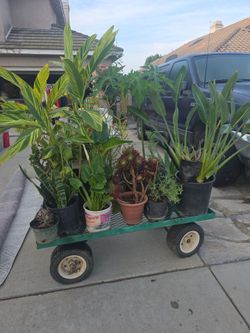 Plants/fruit trees