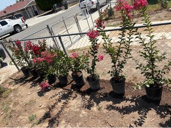 Crepe Myrtle