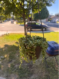 Hanging variegated string Pearl