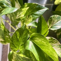 Potted Green Plants $5 each