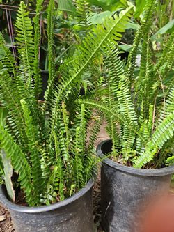Matching ferns house plants