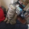 Nodeliveriesnolowballers