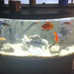 Full Aquarium 55gal With Filter Food And Chemical 