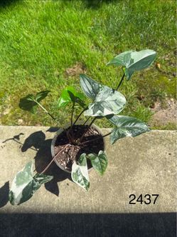 Syngonium Albo Variegata – Fully Rooted