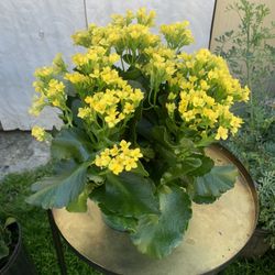 Indoor Plant