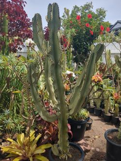 Amok yellow cactus euphorbia