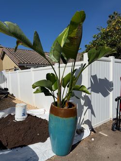 Giant Bird of Paradise & Planter