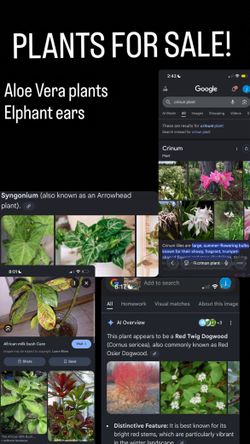 Plants