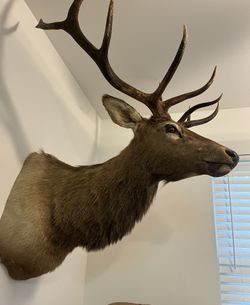 Taxidermy Vintage Red Deer Trophy Mount - Handcrafted in 1978