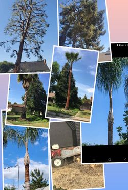 Trees and palmas