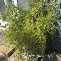 Selling This Large Plant