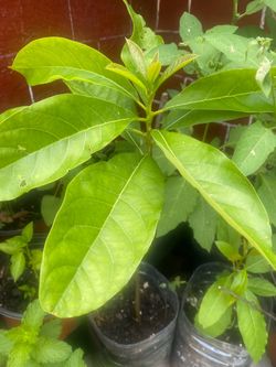 Planta de chile pimiento chile de arbol chile chipotle