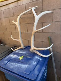 Deer Antler for Sale