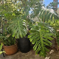 Monstera Plants 