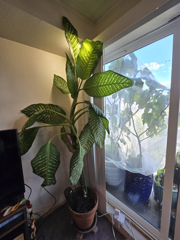 Large Diffenbachia