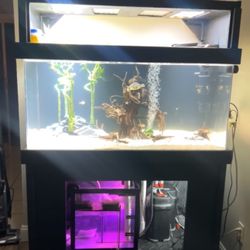 Absolutely Mint Fish Tank Setup – Must Sell Asap 