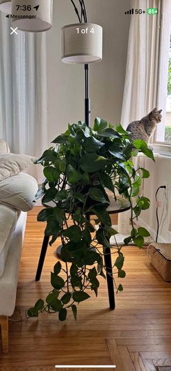 Large Pathos Hanging Plant