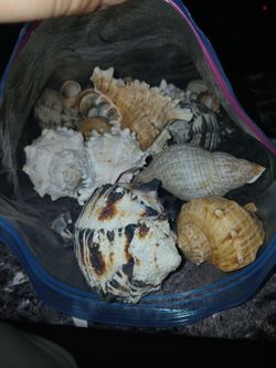Shells