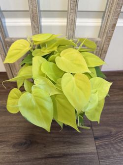 Lemon Lime Philodendron 