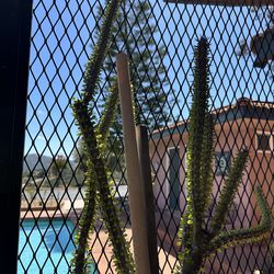 Large Madagascar plant