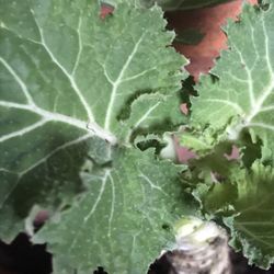 1 Live Kale Plant In Pot