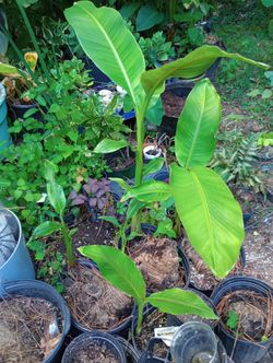 Cold Hardy Banana Tree Plants (mother Plant Grows Bananas