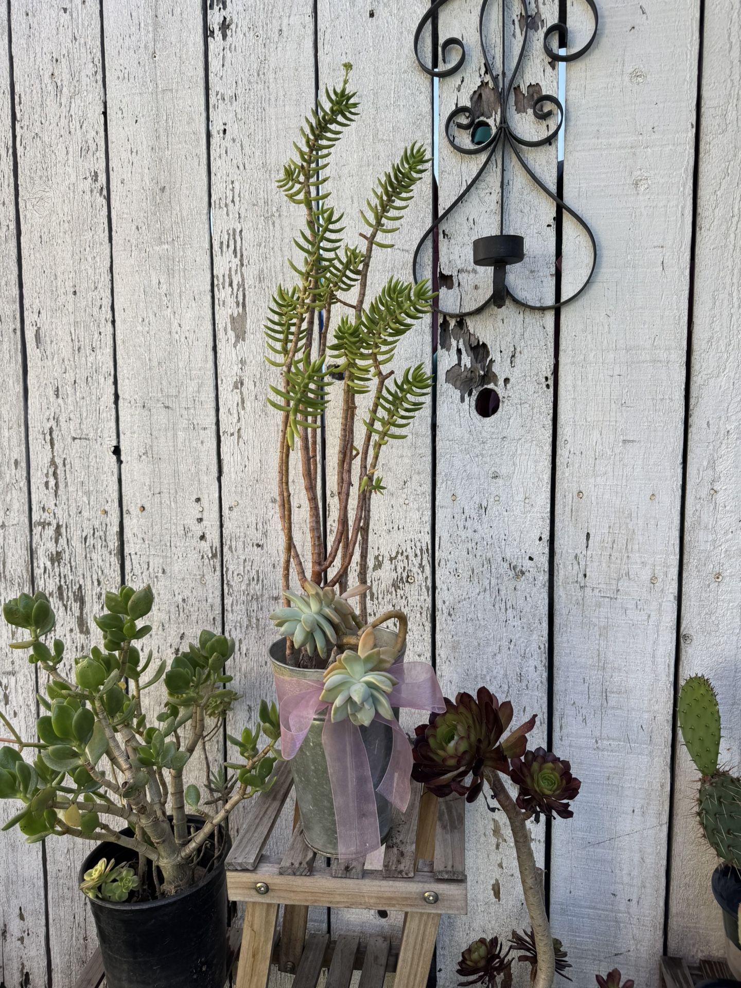 Succulent