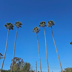Palm Trees Trees Trim And More