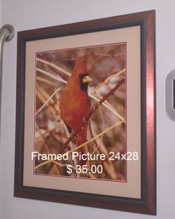 Framed cardenal picture