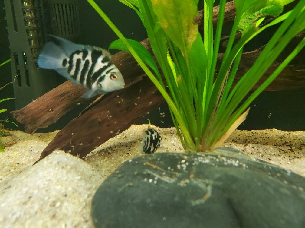Polar Blue Parrot Cichlids