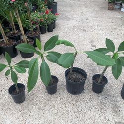 Plumeria Plant 