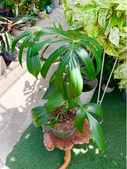 Plants (8”pot🌿Rhaphidophora Dragon tail )