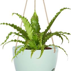 12inch Large Hanging Self Watering Planter, Plastic Cylinder Hanging Plant Pot